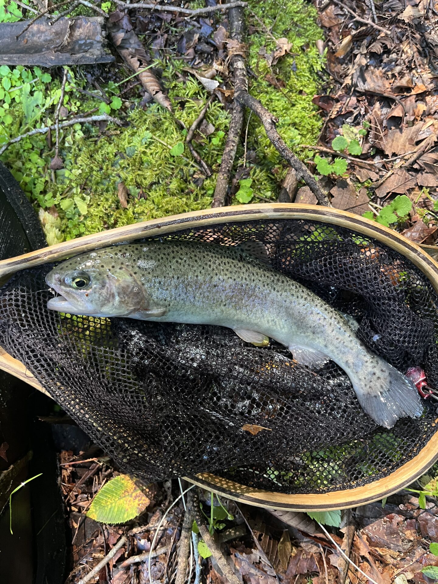【山女魚の隠れ家。岩魚の隠れ家。】赤久縄2026.9.2(2)