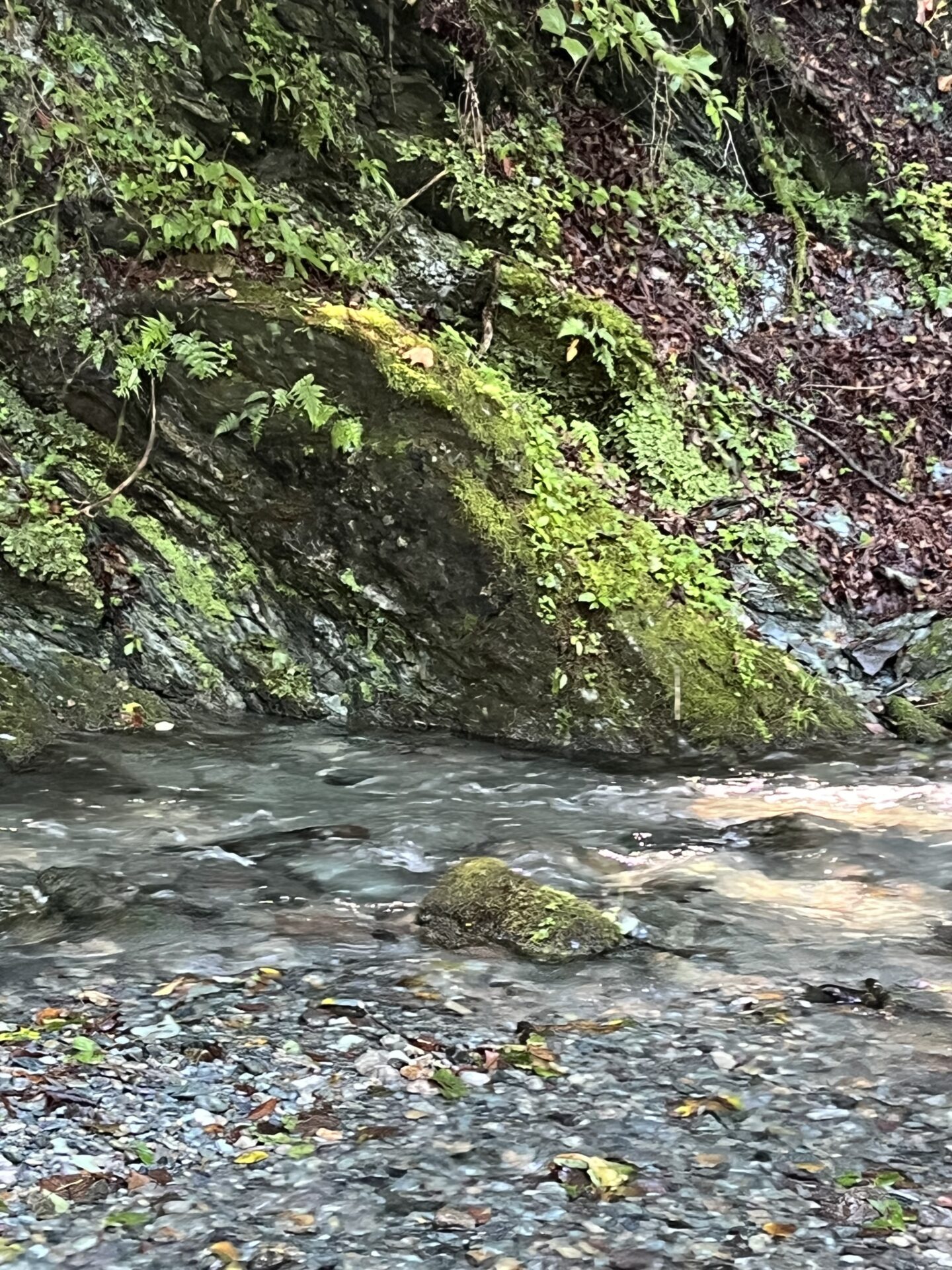 ポイント
【山女魚の隠れ家。岩魚の隠れ家。】赤久縄2026.9.2(2)