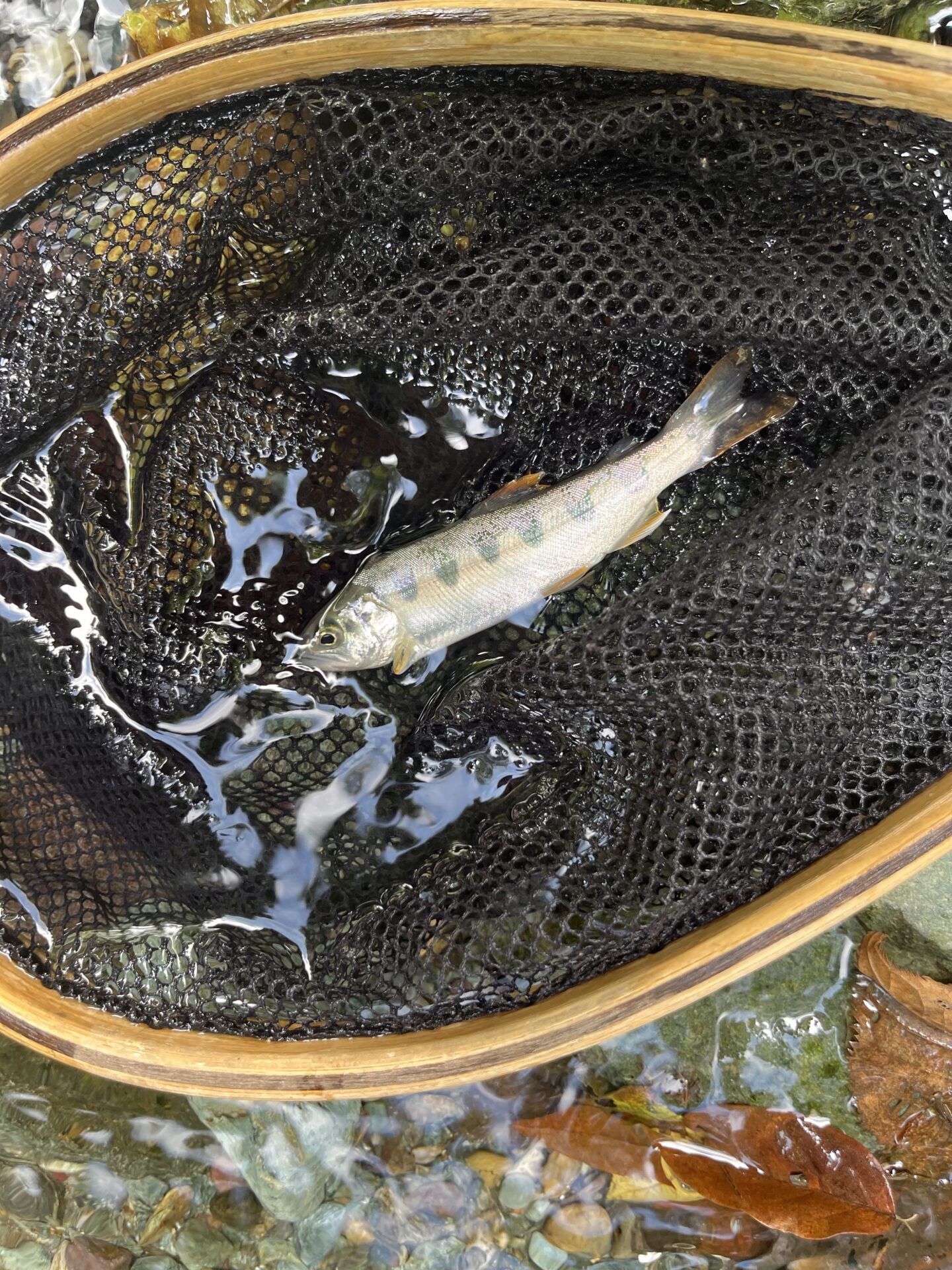 【山女魚の隠れ家。岩魚の隠れ家。】赤久縄2026.9.2(3)
