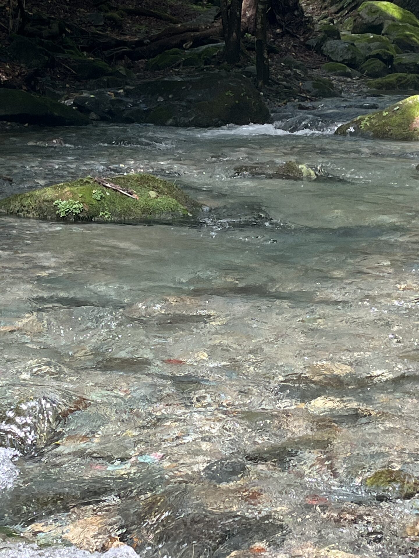 ポイント
【山女魚の隠れ家。岩魚の隠れ家。】赤久縄2026.9.2(3)