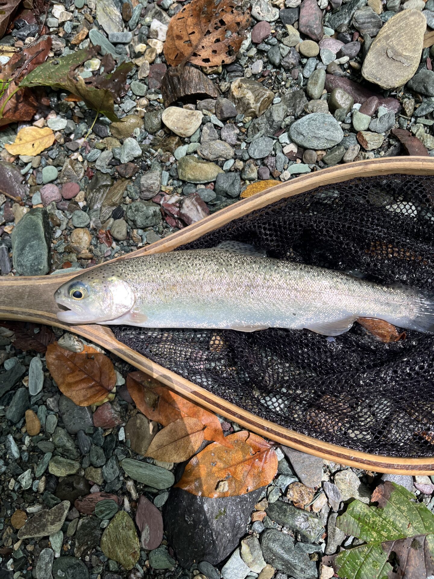 【山女魚の隠れ家。岩魚の隠れ家。】赤久縄2026.9.2(4)