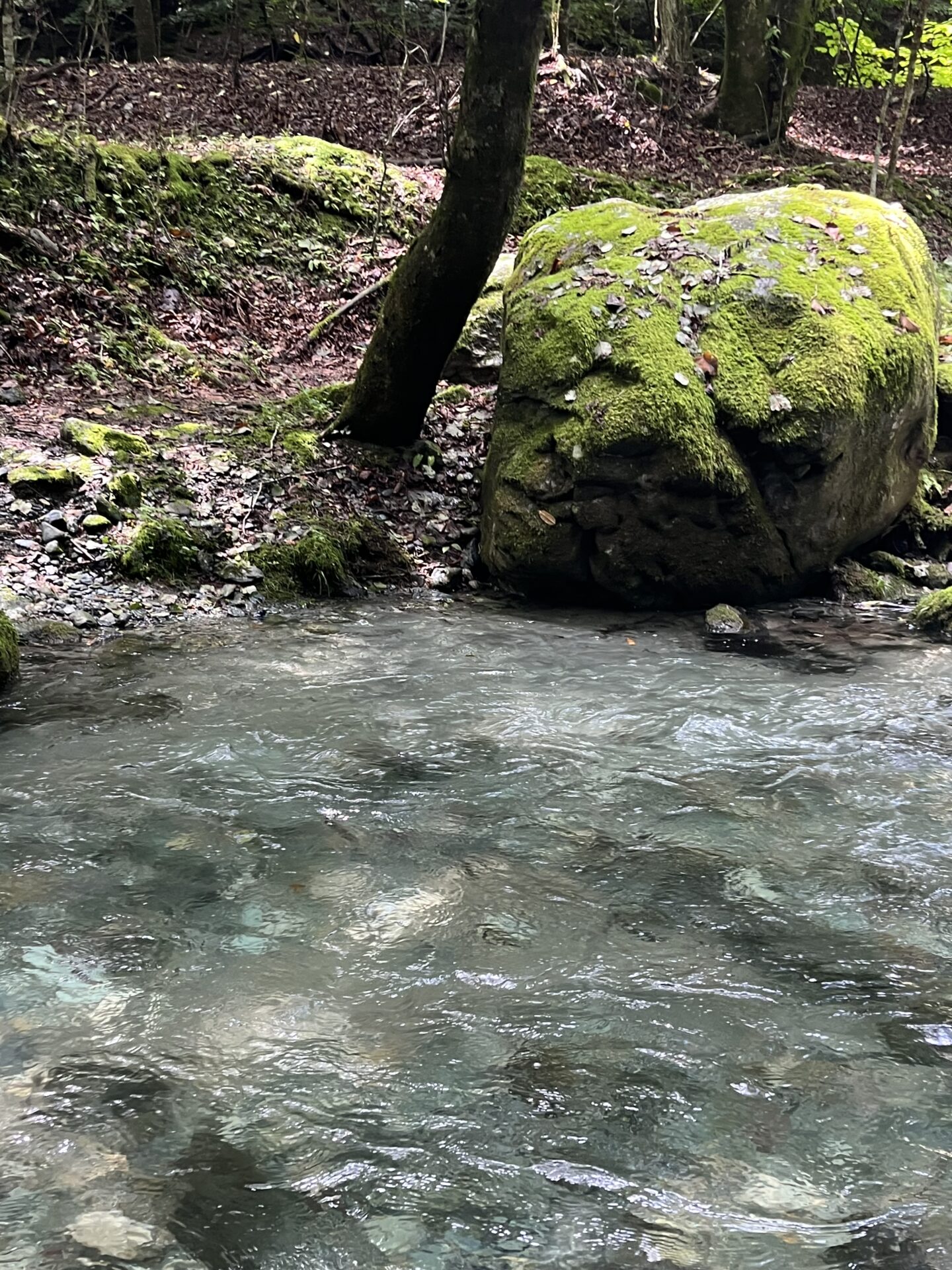 ポイント
【山女魚の隠れ家。岩魚の隠れ家。】赤久縄2026.9.2(4)