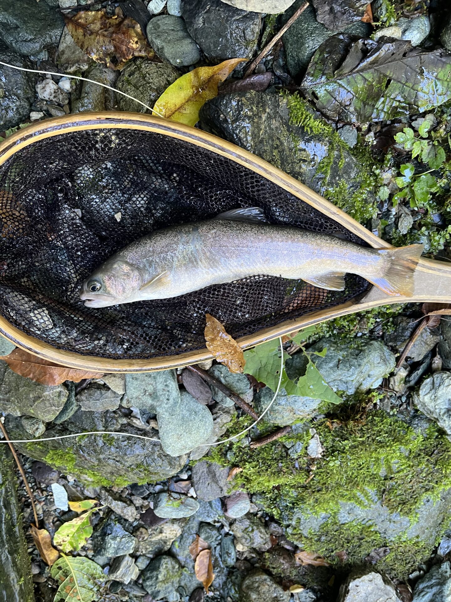 【山女魚の隠れ家。岩魚の隠れ家。】赤久縄2026.9.2(5)