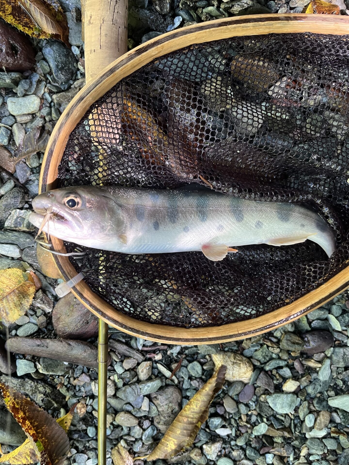 【山女魚の隠れ家。岩魚の隠れ家。】赤久縄2026.9.2(6)