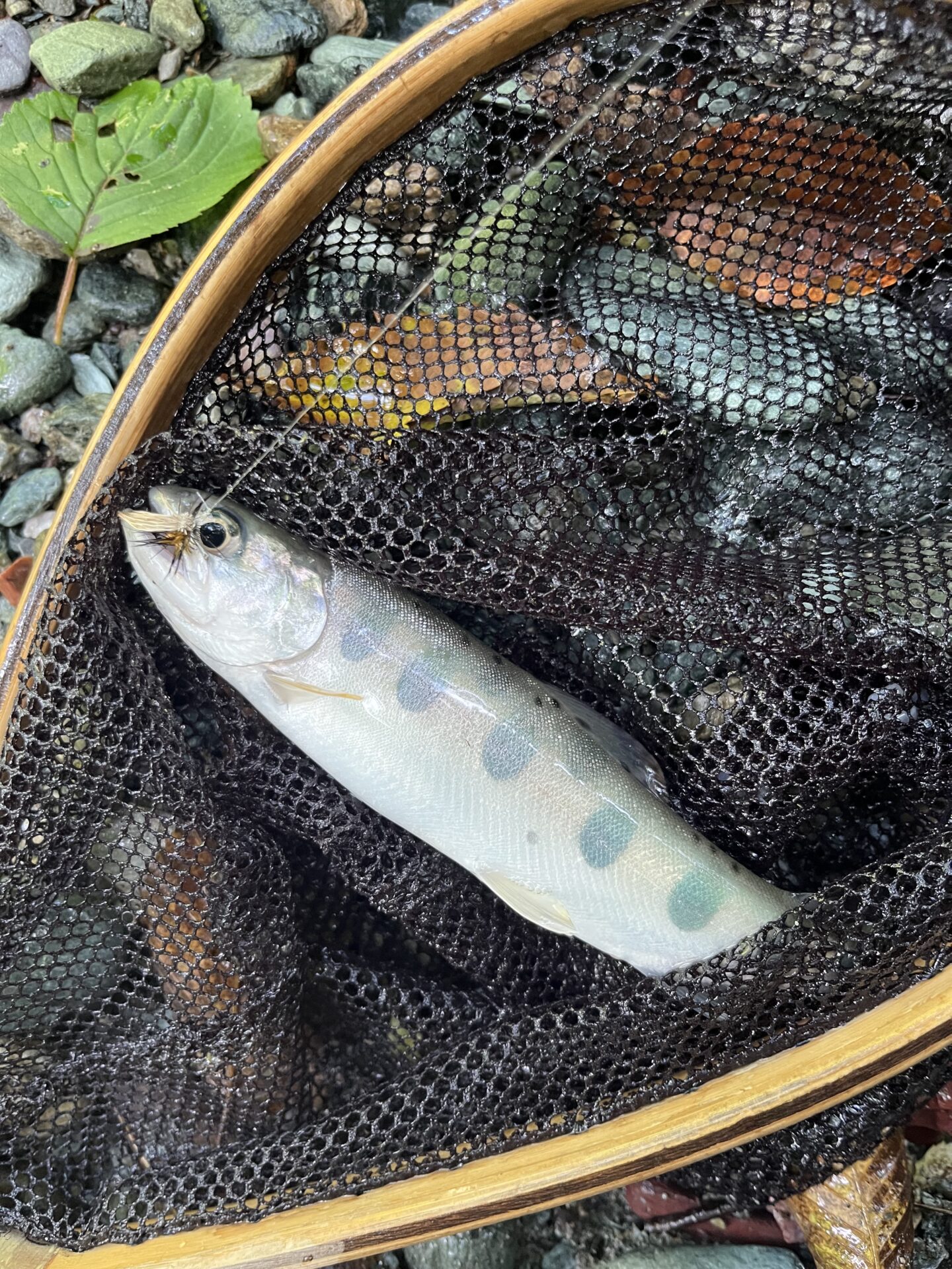 【山女魚の隠れ家。岩魚の隠れ家。】赤久縄2026.9.2(7)