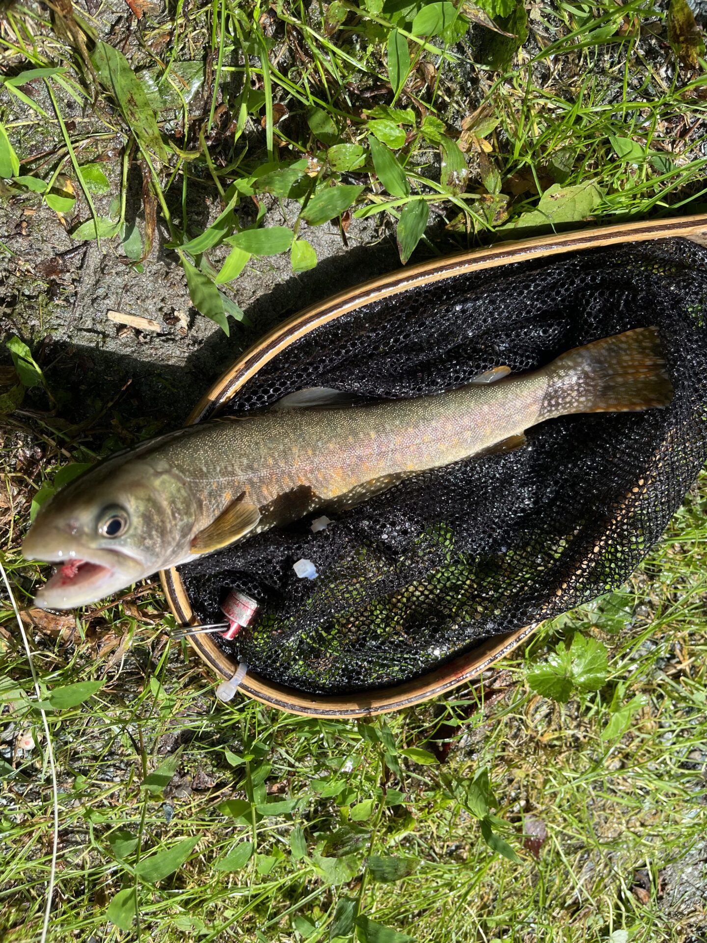 【山女魚の隠れ家。岩魚の隠れ家。】赤久縄2026.9.2(8)