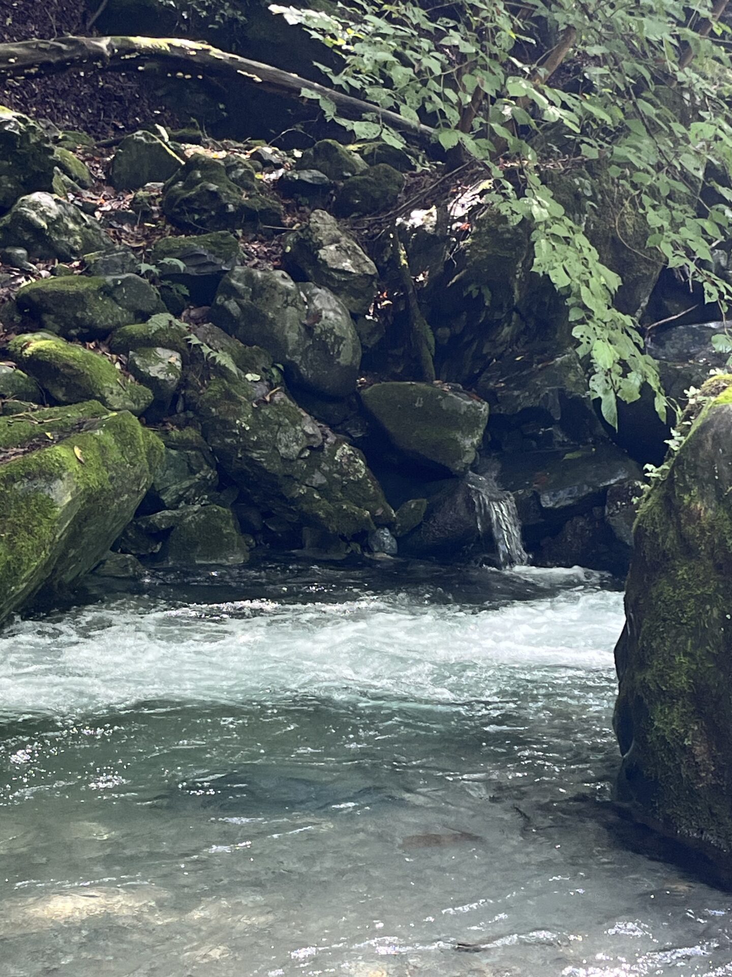 ポイント
【山女魚の隠れ家。岩魚の隠れ家。】赤久縄2026.9.2(8)