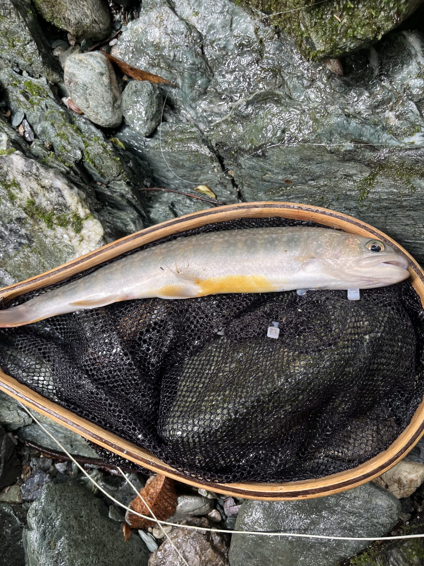 【山女魚の隠れ家。岩魚の隠れ家。】赤久縄2026.9.2(9)