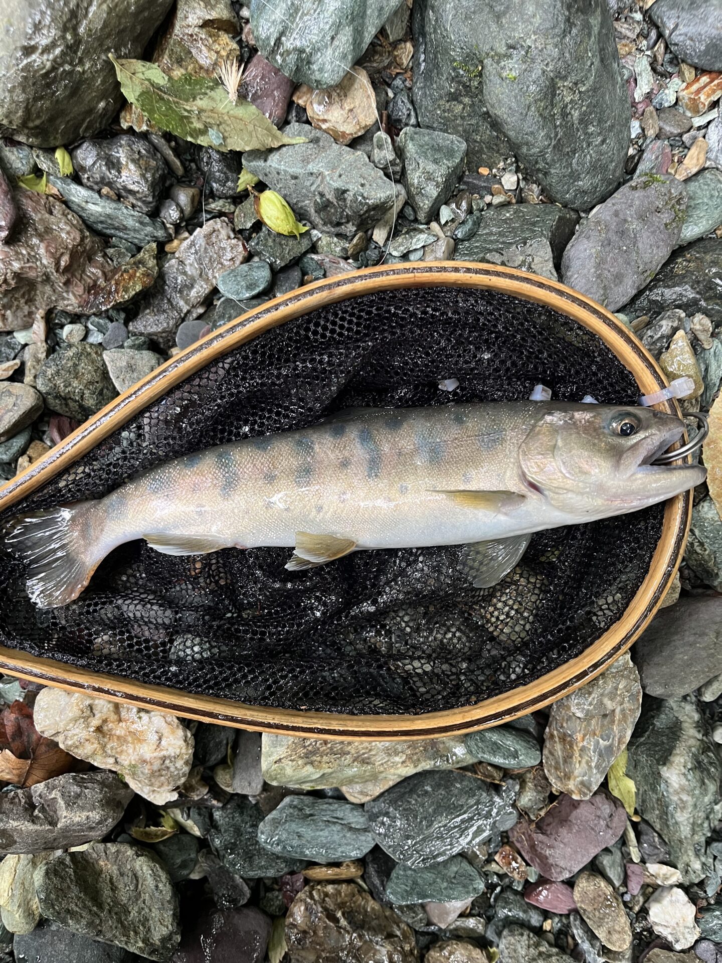 【山女魚の隠れ家。岩魚の隠れ家。】赤久縄2026.9.2(10)