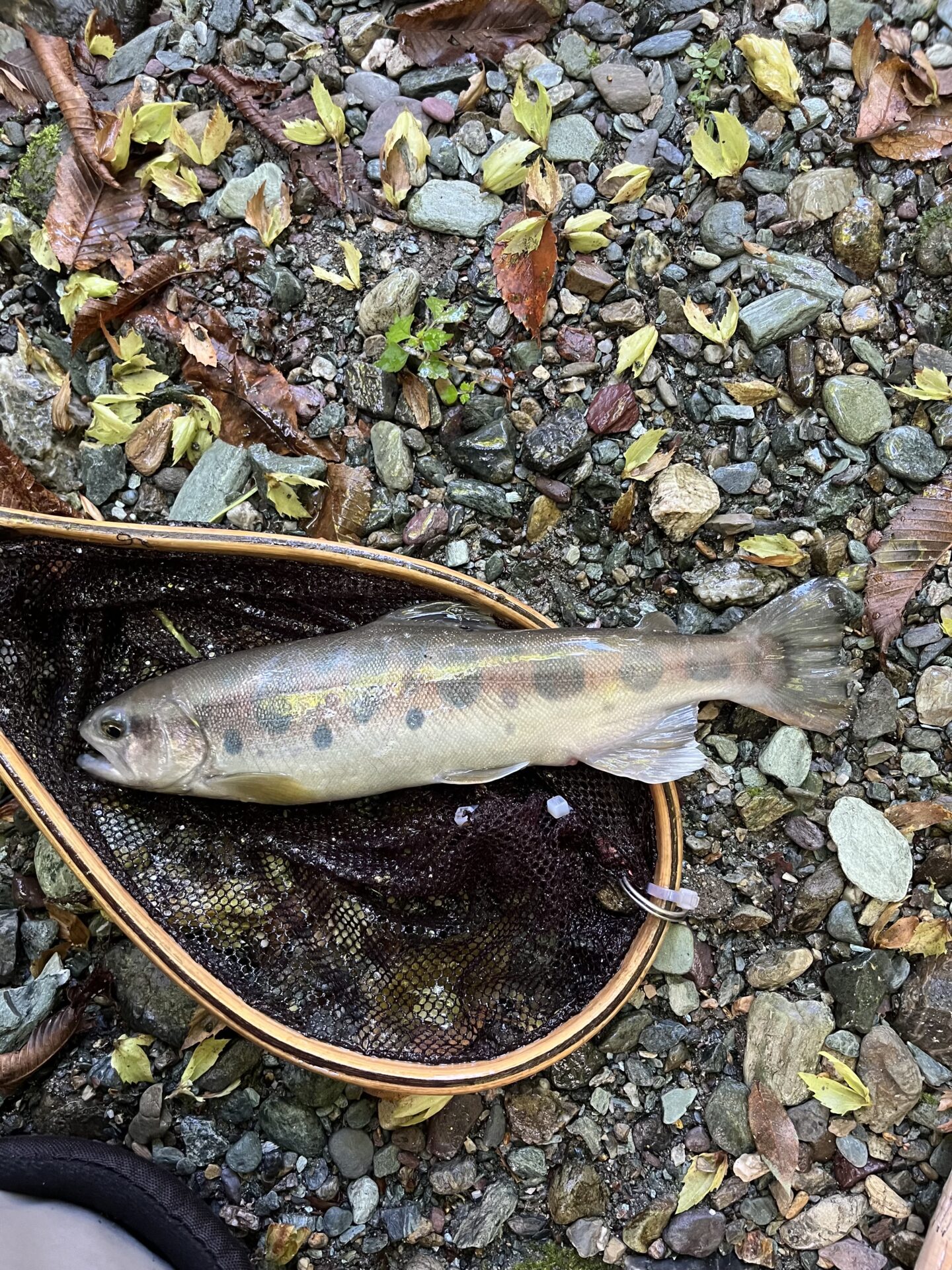 【山女魚の隠れ家。岩魚の隠れ家。】赤久縄2026.9.2(11)