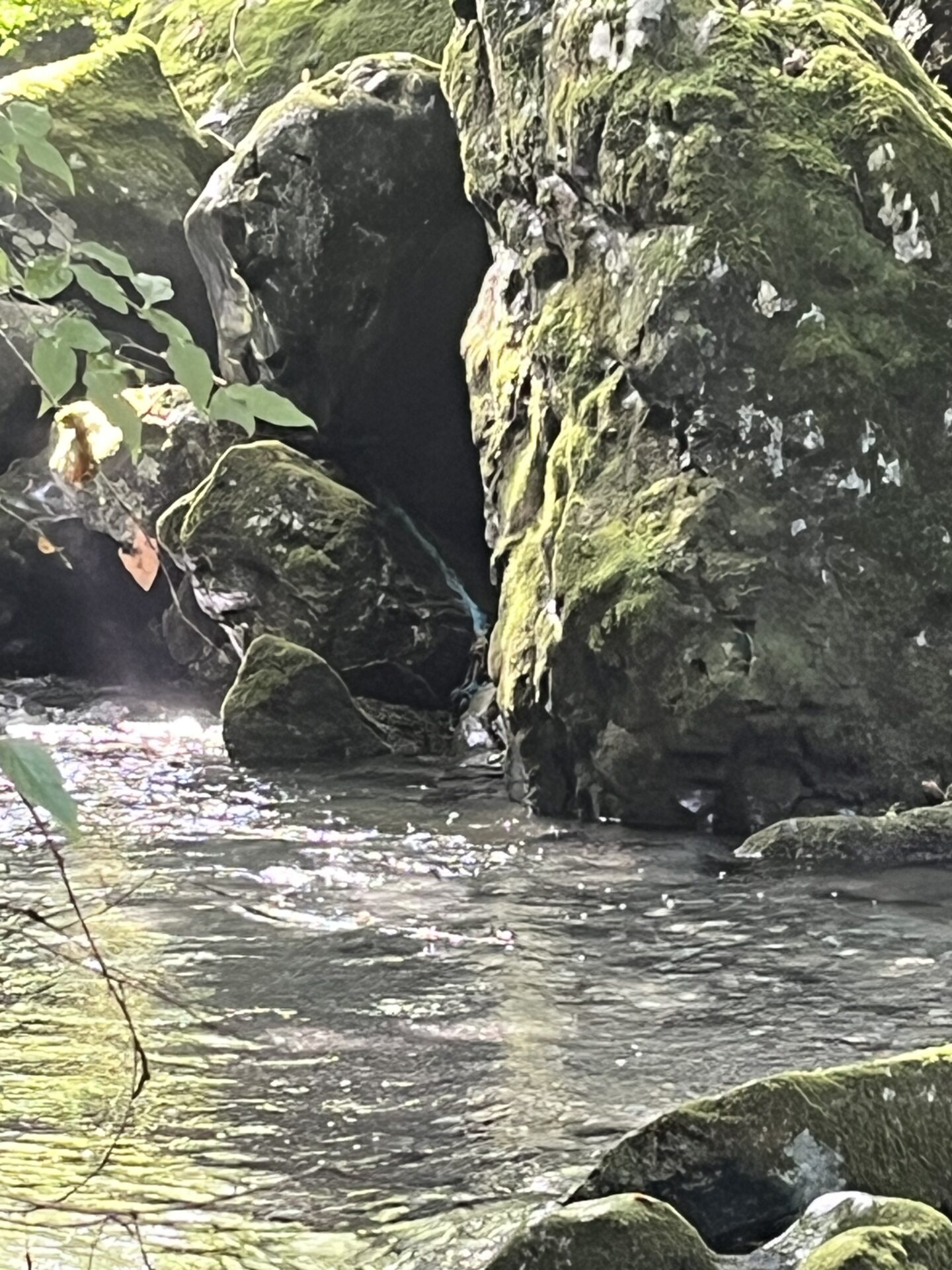ポイント
【山女魚の隠れ家。岩魚の隠れ家。】赤久縄2026.9.2(11)