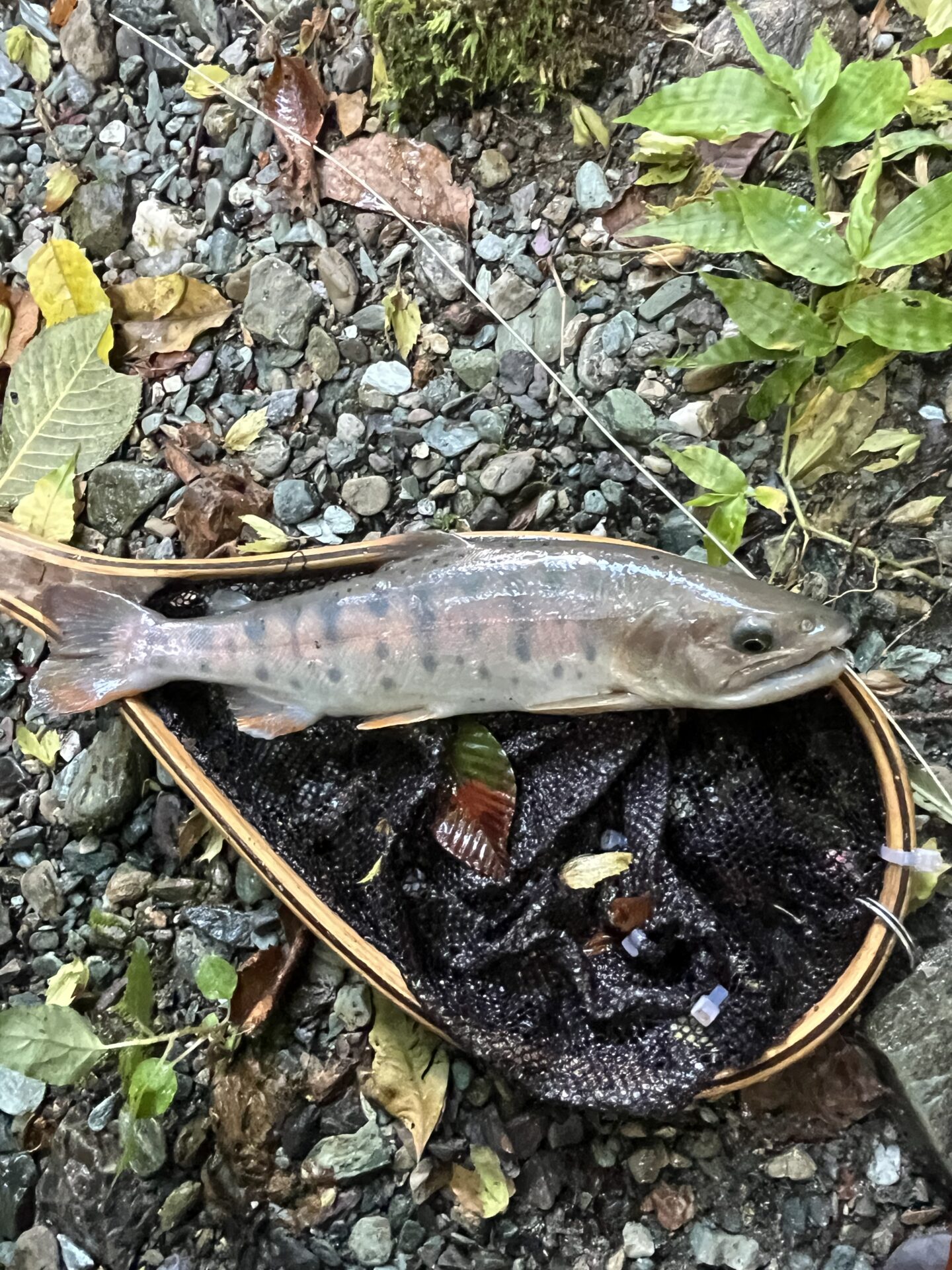 【山女魚の隠れ家。岩魚の隠れ家。】赤久縄2026.9.2(12)