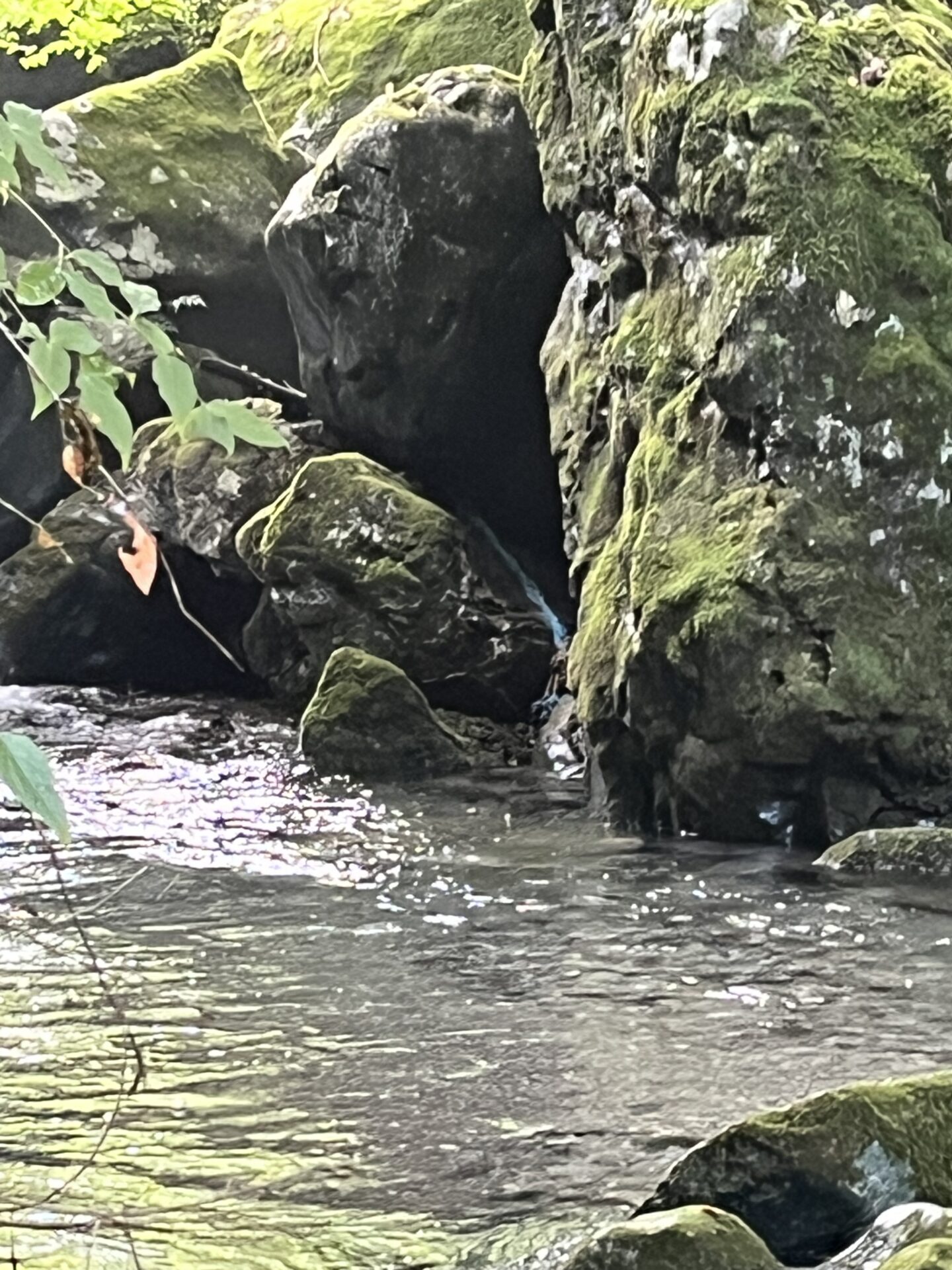 ポイント
【山女魚の隠れ家。岩魚の隠れ家。】赤久縄2026.9.2(12)