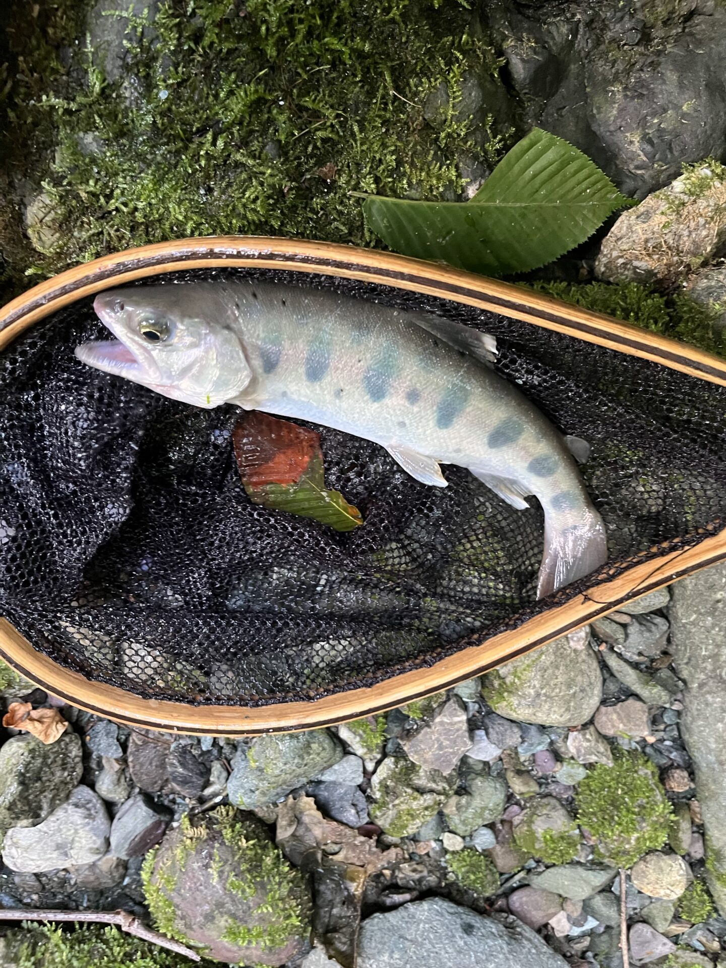 【山女魚の隠れ家。岩魚の隠れ家。】赤久縄2026.9.2(13)