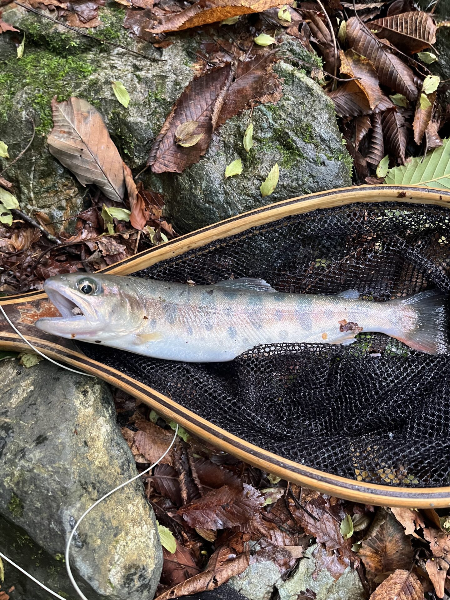 【山女魚の隠れ家。岩魚の隠れ家。】赤久縄2026.9.2(14)