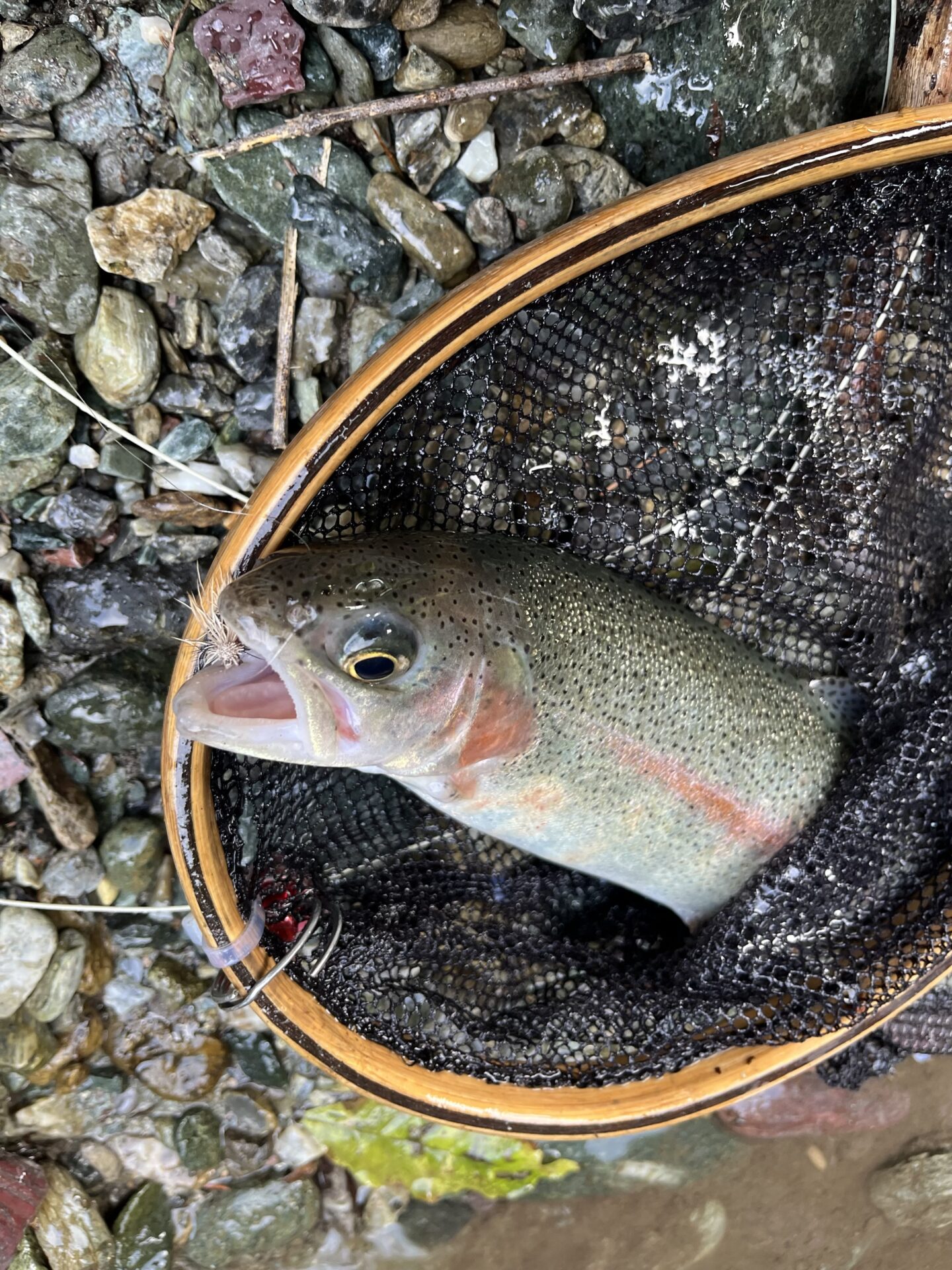 【山女魚の隠れ家。岩魚の隠れ家。】赤久縄2026.9.2(15)