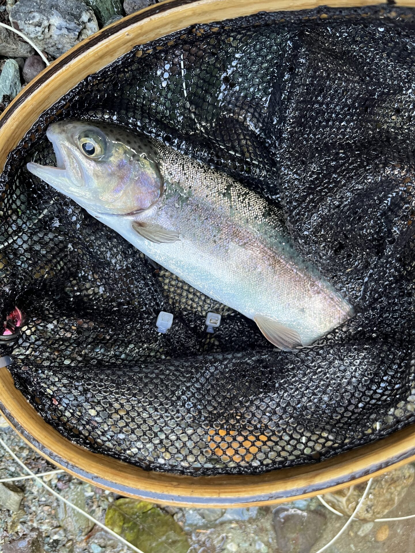 【山女魚の隠れ家。岩魚の隠れ家。】赤久縄2026.9.2(16)