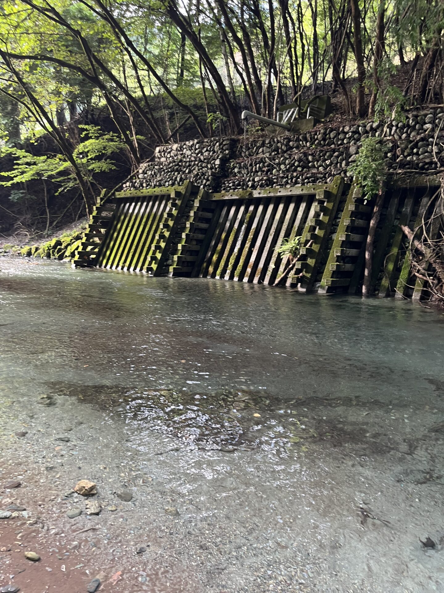 ポイント
【山女魚の隠れ家。岩魚の隠れ家。】赤久縄2026.9.2(16)