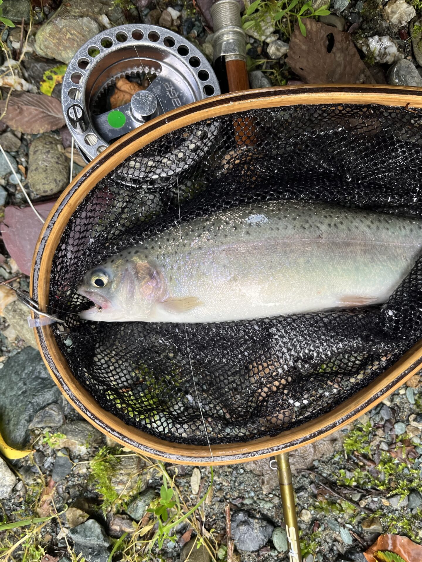 【山女魚の隠れ家。岩魚の隠れ家。】赤久縄2026.9.2(17)