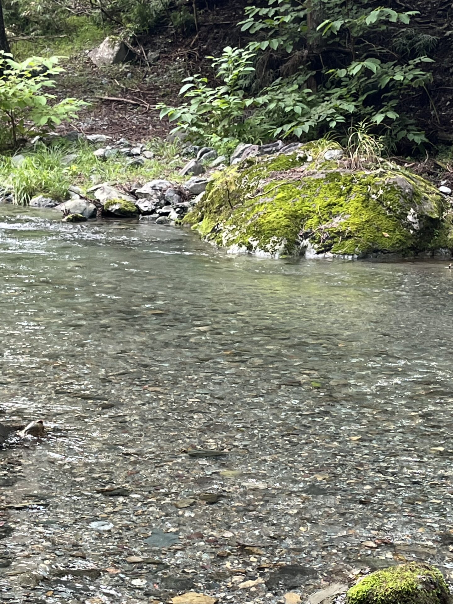 ポイント
【山女魚の隠れ家。岩魚の隠れ家。】赤久縄2026.9.2(17)