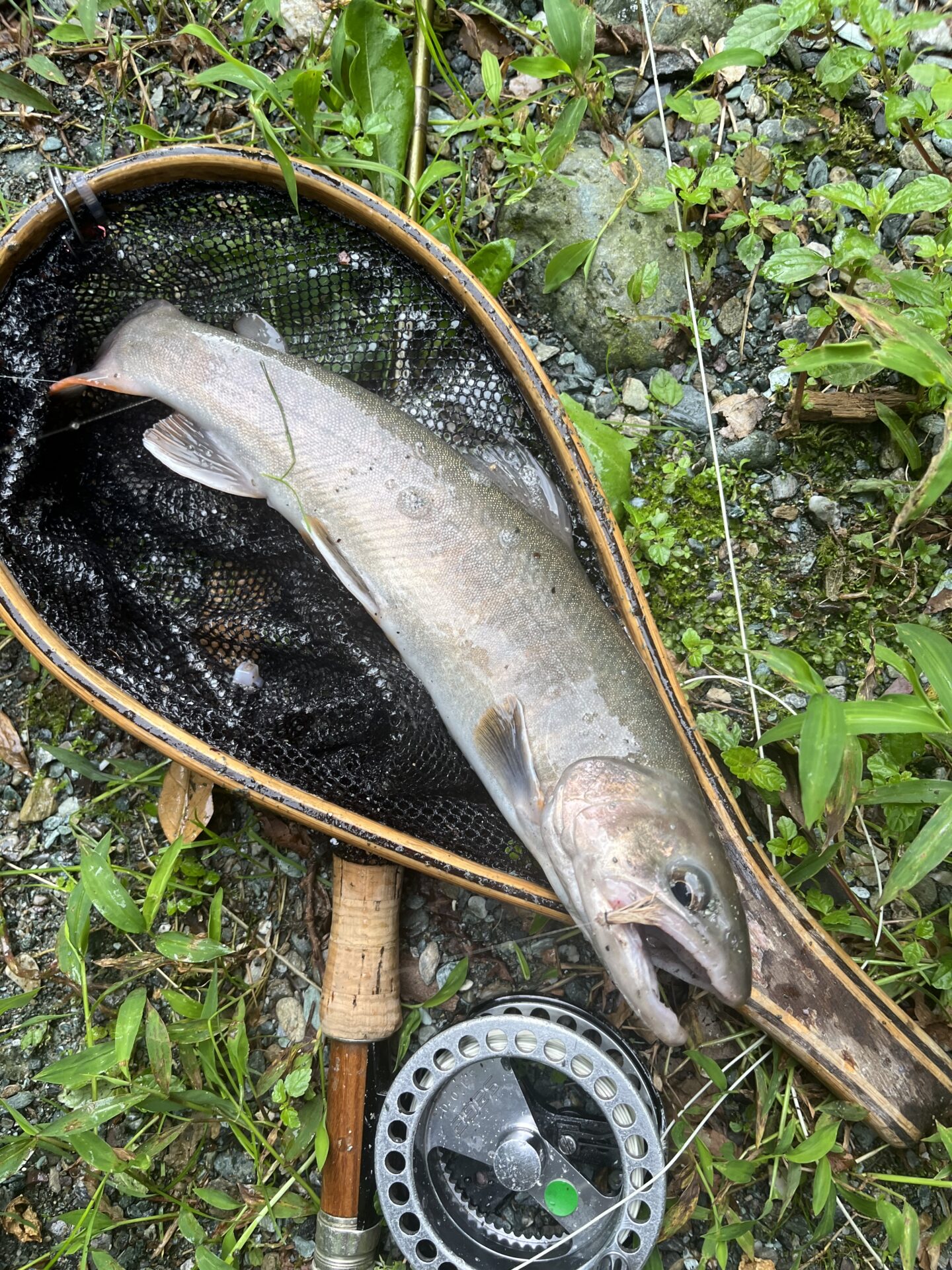 【山女魚の隠れ家。岩魚の隠れ家。】赤久縄2026.9.2(18)