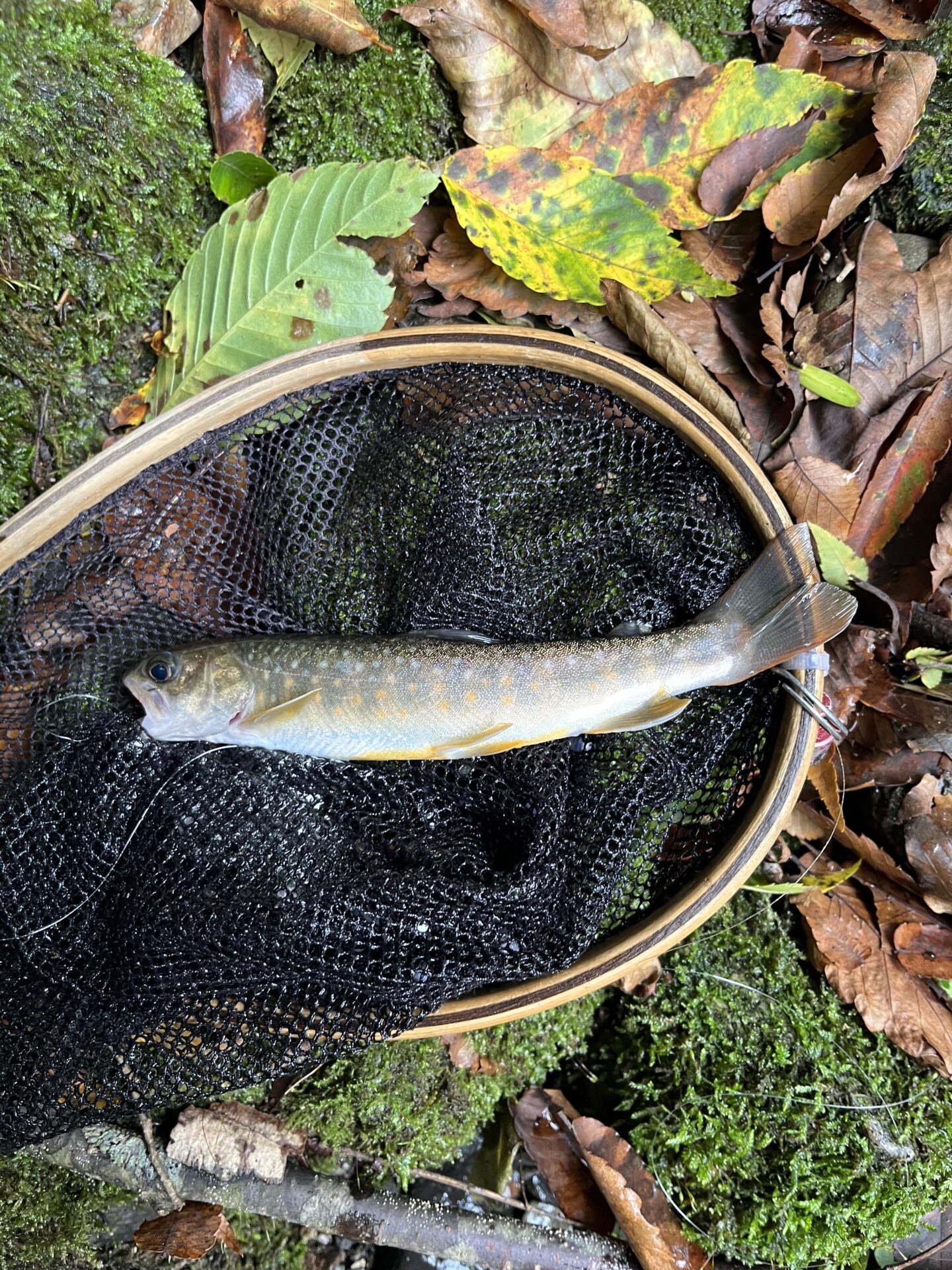 【山女魚の隠れ家。岩魚の隠れ家。】中ノ沢毛ばり釣り専用区2026.9.3(1)