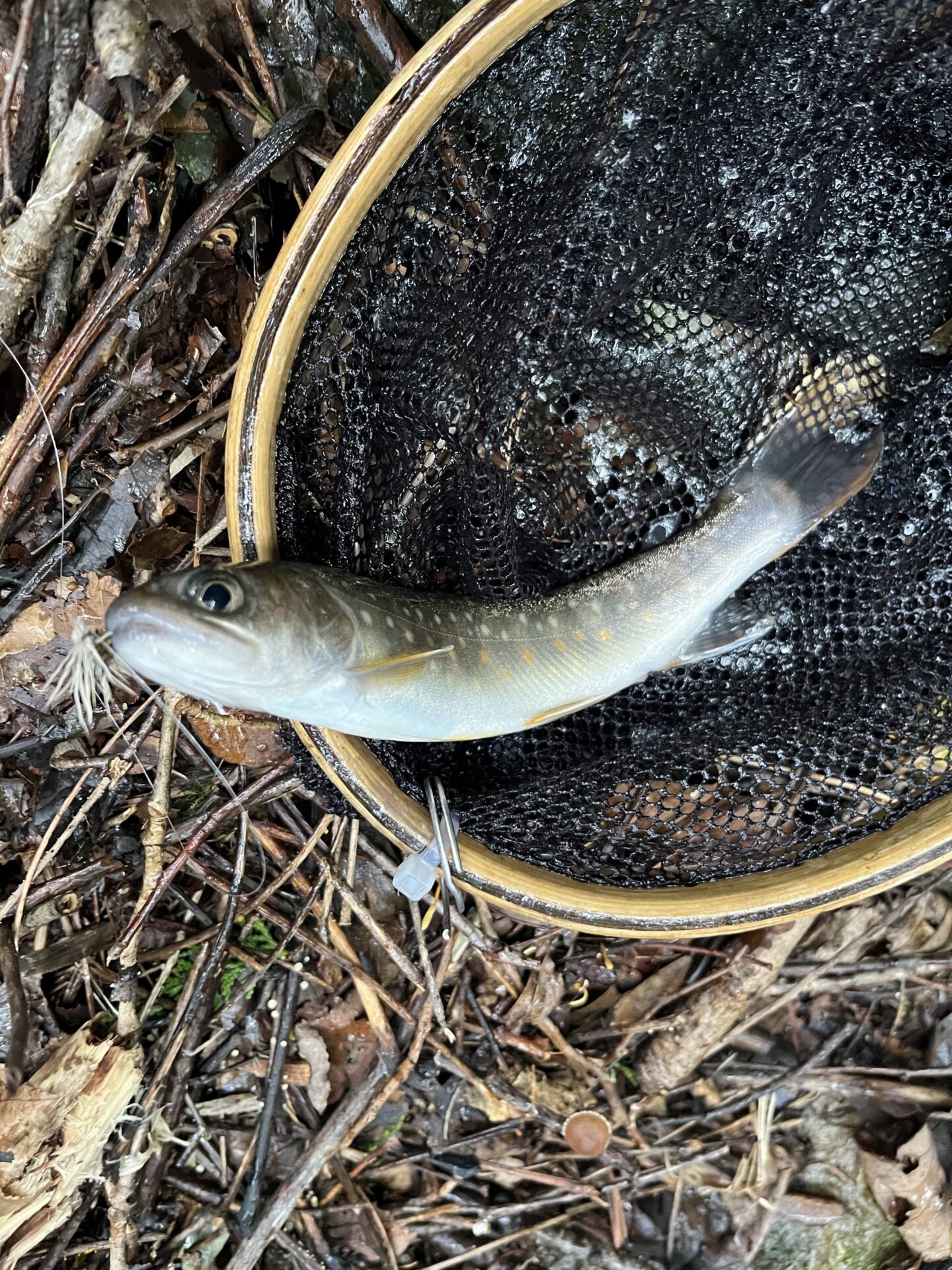 【山女魚の隠れ家。岩魚の隠れ家。】中ノ沢毛ばり釣り専用区2026.9.3(2)