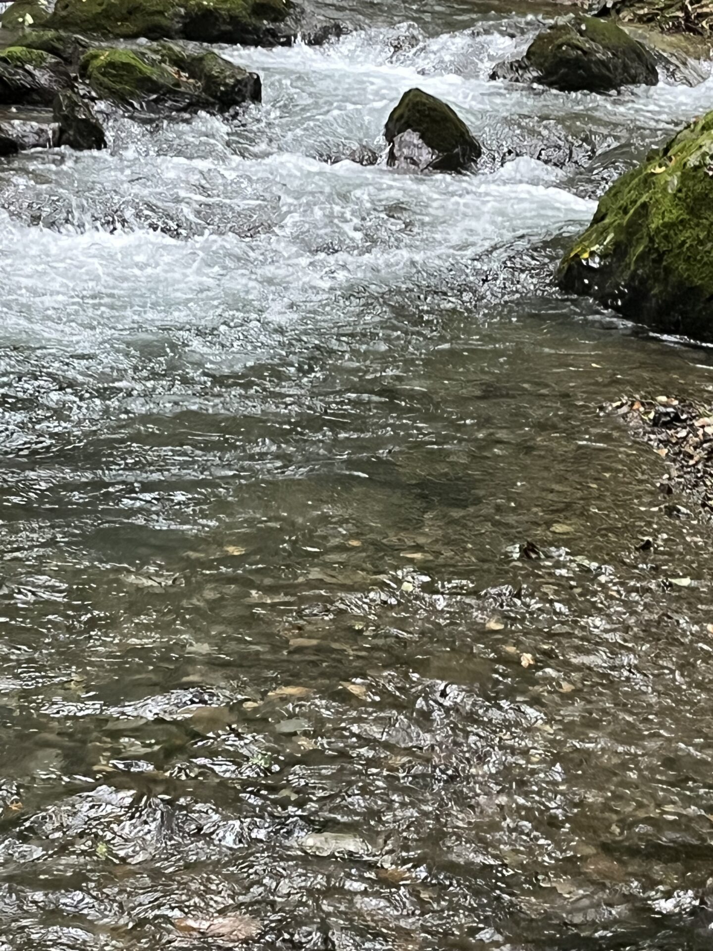 ポイント
【山女魚の隠れ家。岩魚の隠れ家。】中ノ沢毛ばり釣り専用区2026.9.3(2)