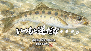 【フライフィッシング】いつもと逆だな・・・。 