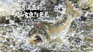 【フライフィッシング】退渓直前に尺山女魚？を発見！ 