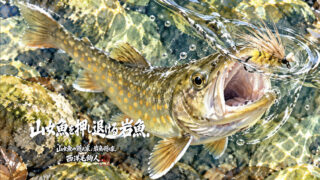 【フライフィッシング】山女魚を押し退ける岩魚！？ 